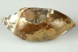 Chalcedony Replaced Gastropod With Sparkly Quartz - India #188779-1